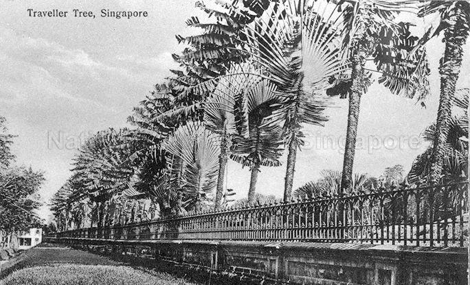Traveller's palm trees beside the ornamental iron railing and gate at reservoir facing Bukit Timah Road, Singapore