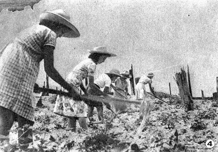 Farming during Japanese Occupation