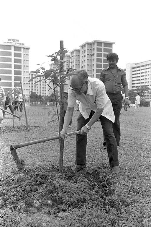 Tree planting at open space bound by Block 537 and Block 538 at Ang Mio Kio Avenue 5