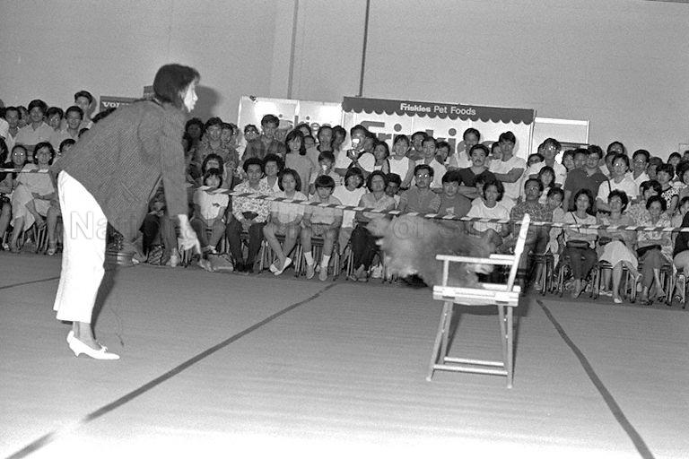 Dog jumping off a chair at Singapore Kennel Club's 50th Championship Dog Show held at World Trade Centre Hall 6