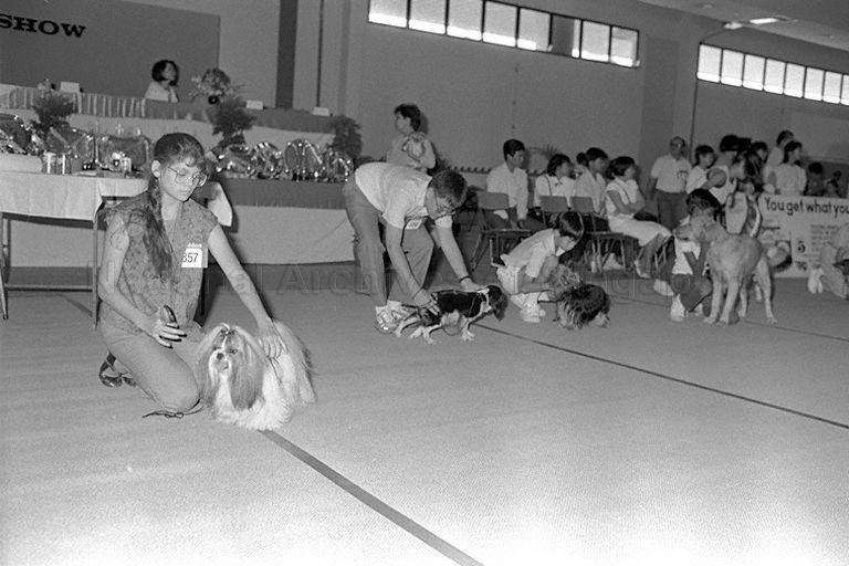 Handlers positioning their dogs at Singapore Kennel Club's 50th Championship Dog Show held at World Trade Centre Hall 6