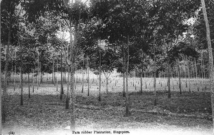 View of para rubber plantation, Singapore. The first rubber trees were planted in Singapore's Botanic Gardens at around 1877.