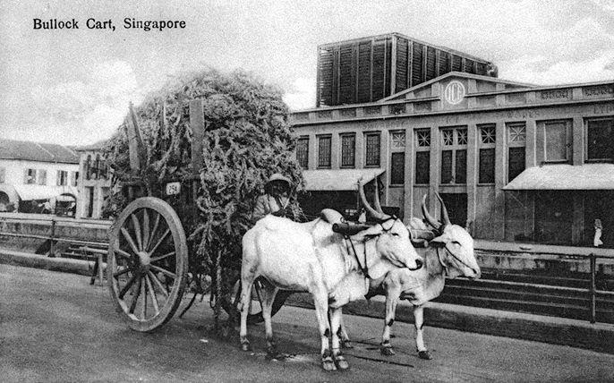 Bullock cart in Singapore. This was a popular mode of transport, especially around Boat Quay, for goods and cargoes brought up the Singapore River by lighters.