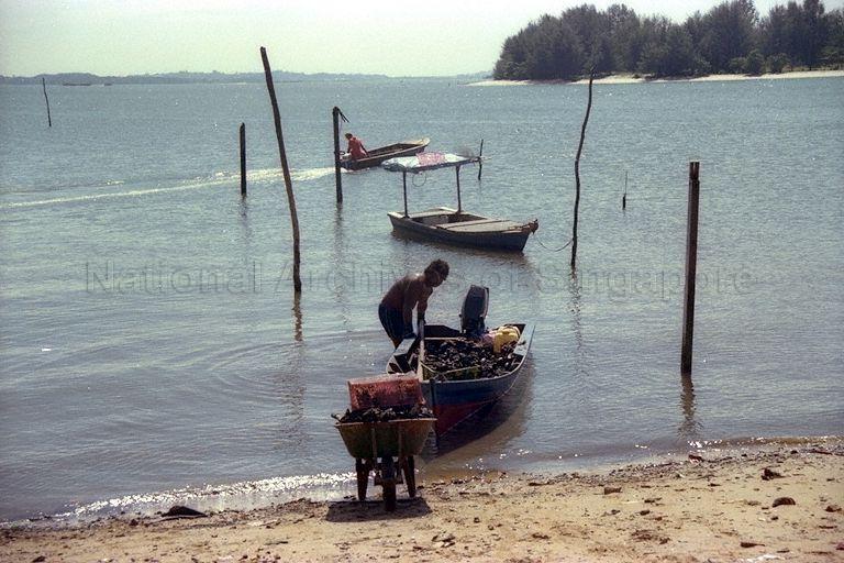 Fisherman unloading sea mussels (also known as 'kupang' in Malay) from his sampan at Punggol Point. Coney Island is in the background.