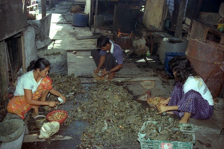 Villagers shelling sea mussels (also known as 'kupang' in Malay) at Punggol Point