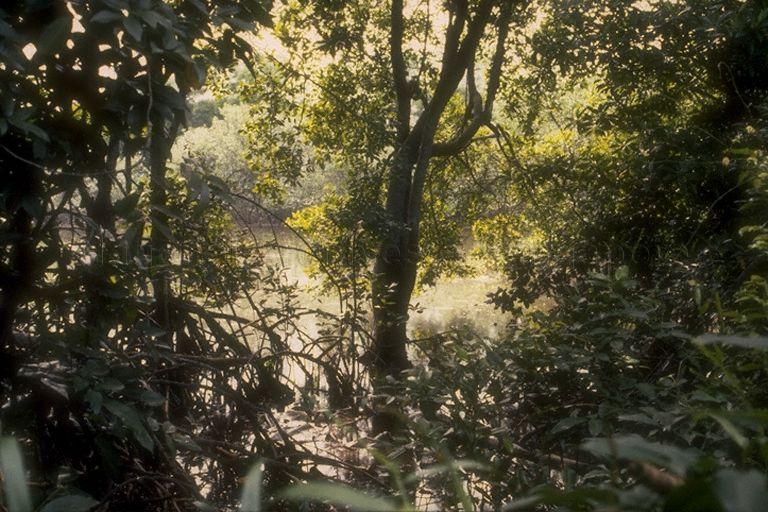 Picture of mangrove swamps at Jalan Buroh taken for a 1 December 1989 article in The Mirror, a fortnightly almanac of current affairs published by the Ministry of Communications and Information