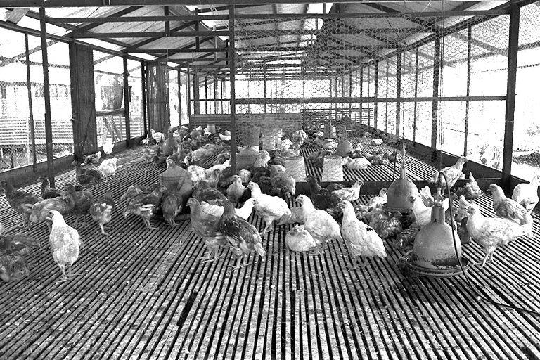 Neo Tiew Village (Lim Chu Kang) -- Chicken farm