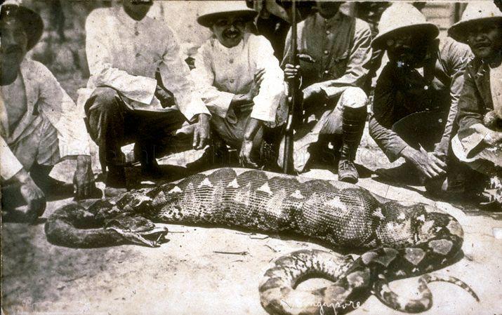 A snake with a bloated stomach waiting to be cut open at a farm, Singapore
