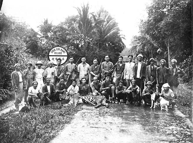 Group photograph of the Straits hunting party and the tiger hunted by them at Choa Chu Kang Village. Standing from fifth left, Gay Ah Leck, Goh Teck Mong, Low Peng Hoe (President), Sok Eng Bock (Secretary), Tan Tian Quee (Vice-President), Ng Cheng Kiang (member), Koh Cheon Chai (lorry driver) and seated from third left Tan Hong Gin (Superintendent), Tan Ah Ngan (volunteer beater), Ong Kim Hong (successful shooter), Tan Ah Mui (Chan Ah Mui), Sim Yeow Lim, Mahally (tracker) with other beaters. The tiger was shot by Ong Kim Hong in the jungle at the 16th Milestone of Choa Chu Kang Village. The tiger weighed 213 katis and measured 8 feet 6 inches from tip to top.