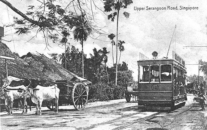 A bullock cart and electric tramcar on Upper Serangoon Road, Singapore