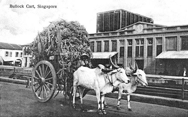 Bullock cart in front of Singapore Ice Works at Rochor Road, Singapore