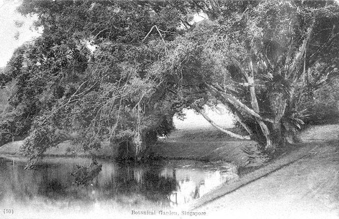 Singapore Botanic Gardens, founded in 1859 by the Agri-Horticultural Society but taken over by the government and officially opened to the public in 1874. The experimental planting of rubber trees here, initiated by its first Director Henry Nicholas Ridley, led to the founding of rubber industry in Malaya.
