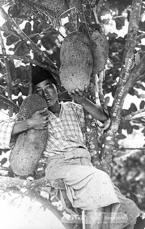 Malay man holding the fruits of the nangka (jackfruit) tree, Singapore