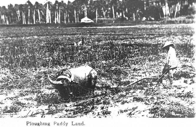Ploughing paddy field with a water buffalo