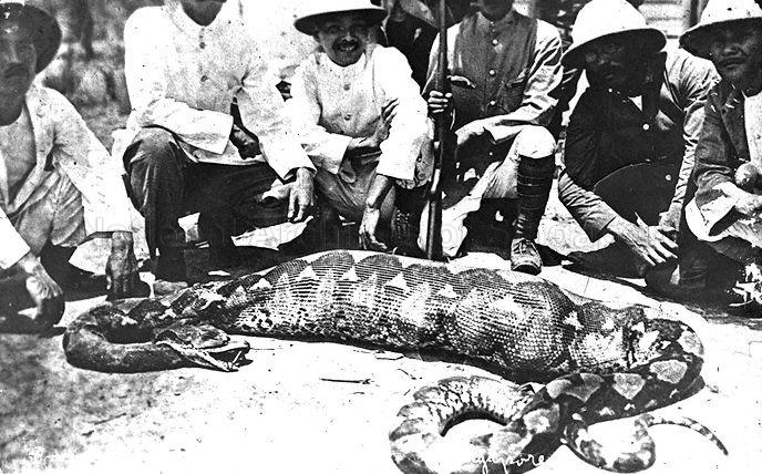 Hunters and a python with a bloated stomach, Singapore