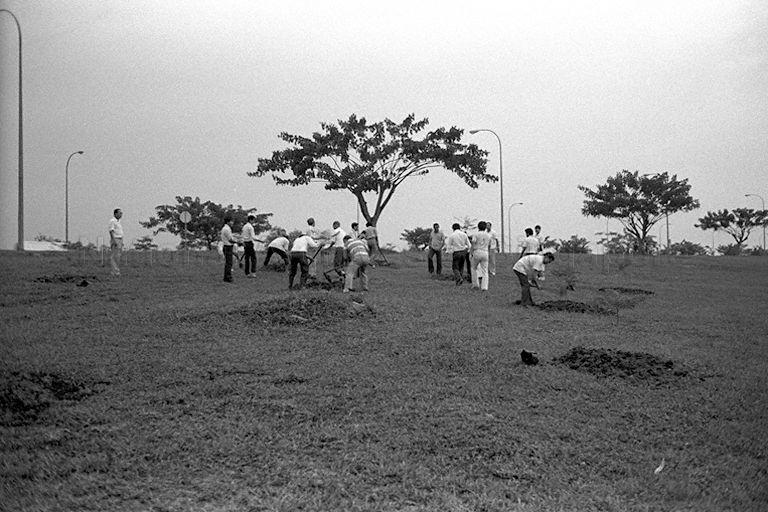 Picture of a tree planting day event at the junction of Admiralty Road West and Attap Valley Road.