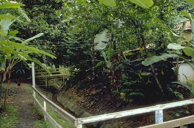 Greenery at Tyersall Park, an area bounded by Holland Road and Tyersall Avenue