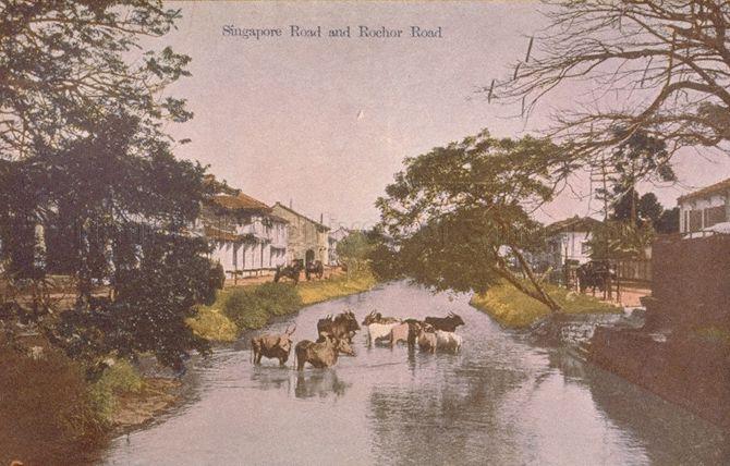 Rochor River flowing between Sungei Road and Rochor Canal Road. Buffaloes, as seen bathing in river in the picture, were kept by the local Indian community in the area, which was how the name of nearby Kandang Kerbau or "buffalo pen" came about.