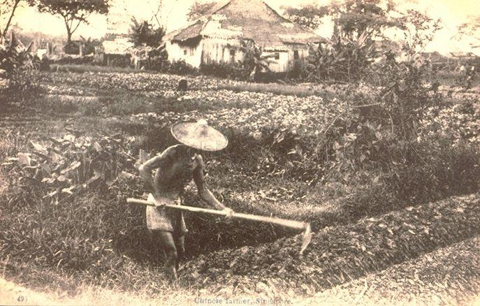 A Chinese farmer working on a vegetable farm, Singapore