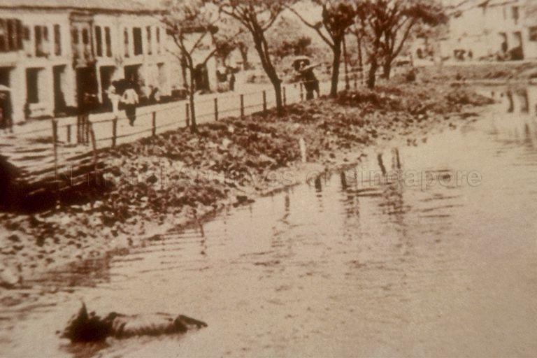 Rochor River flowing between Sungei Road on the left and Rochor Canal Road on the right. Buffaloes, as seen bathing in river in the picture, were kept by the local Indian community in the area, which was how the name of nearby Kandang Kerbau or "buffalo pen" came about.