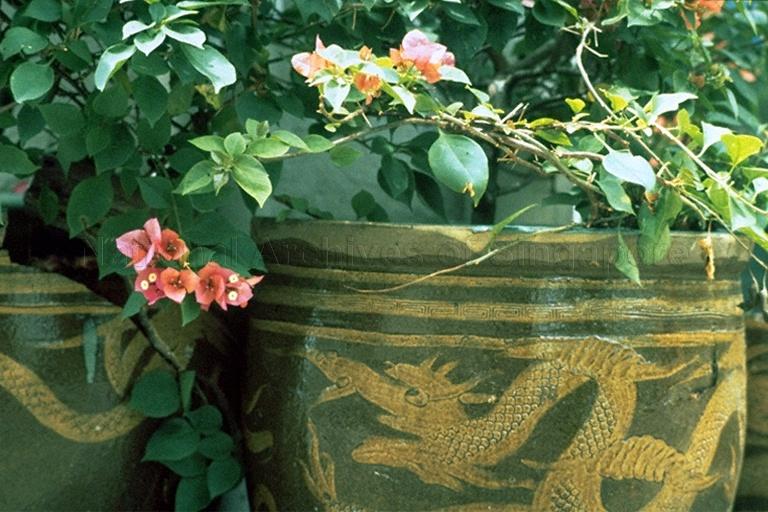 View of bougainvillea plants grown in traditional large pots with dragon designs