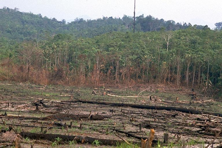 View of hill paddy planted by the Bidayuh tribe. The photograph is taken along the route between Kuching and Serian, Sarawak