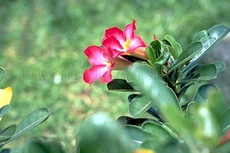 The desert rose or fu gui hwa. The botanical name is Adenium obesum.