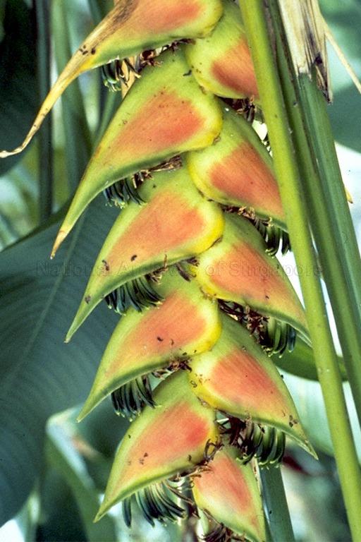The heliconia plant
