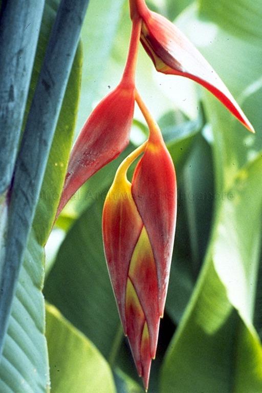 The heliconia rostrata