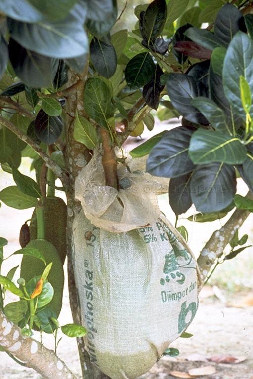 A jackfruit wrapped up with bag to protect it from being eaten by birds and insects as it grows