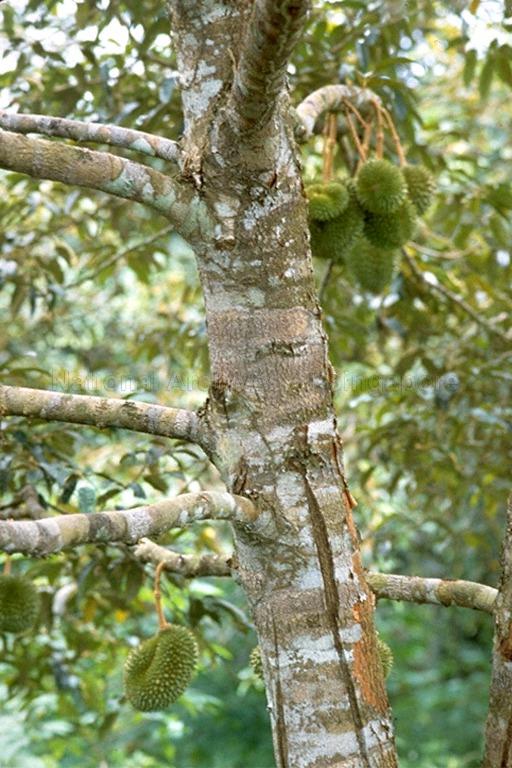 Durian tree