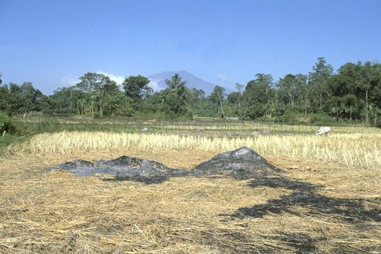 Farmland of the Minangkabaus