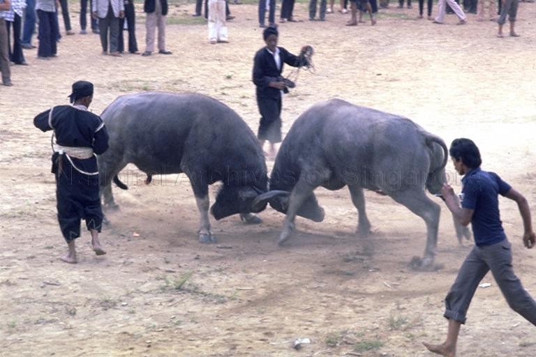 Water buffalo fights