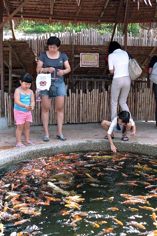 View of children feeding koi fish at Qian Hu Fish Farm taken during President S R Nathan's visit to the farm as part of a half-day tour of Singapore Tourism Board's (STB) agro-tourism attractions.