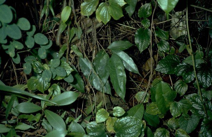 View of bushes where spiders used for "fighting spider", a popular schoolboy activity, can be caught amongst the leaves