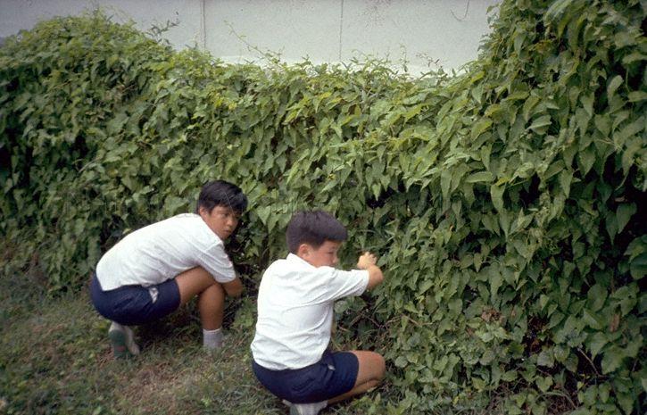 Schoolboys catching spiders amongst the bushes. The small creatures are used for "fighter spider", a popular game for boys.