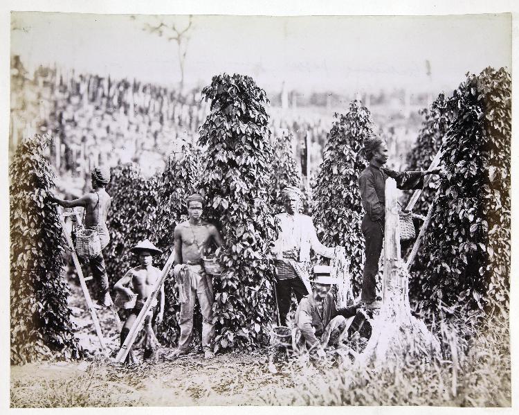 Pepper plantation in the Straits Settlements or the Malay Peninsula