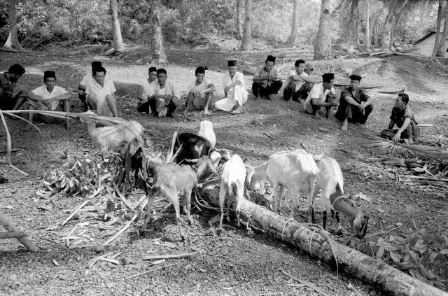 Visit to Pulau Ayer Merbau - The goats grazing on the island