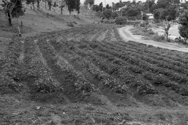 Visit to Pulau Senang - General view of the island