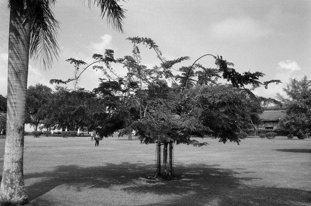 Trees at Pasir Panjang Park and Katong Park