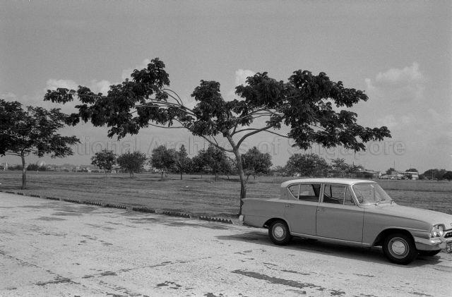 Trees at Pasir Panjang Park and Katong Park