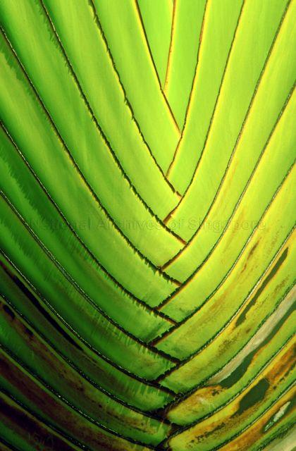 Close up of a coconut tree leaf