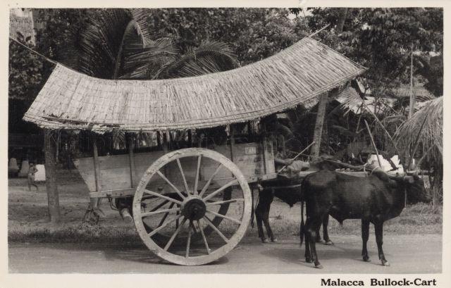 Bullock cart in Malacca
