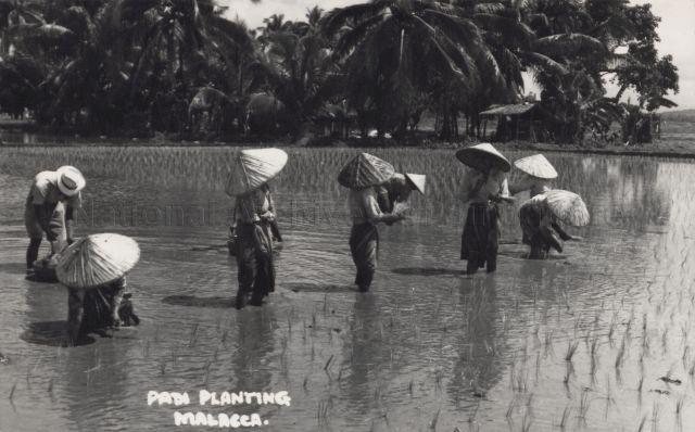 Planting padi in Malacca