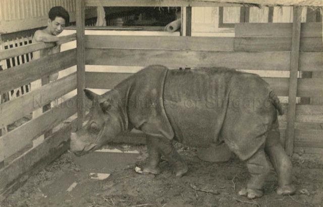 A rhinoceros at the Singapore Miniature Zoo in Pasir Panjang