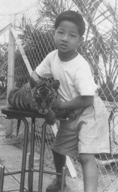 Tong Kok Kong (Tong Seng Mun's son) with a tiger cub when he was seven years old