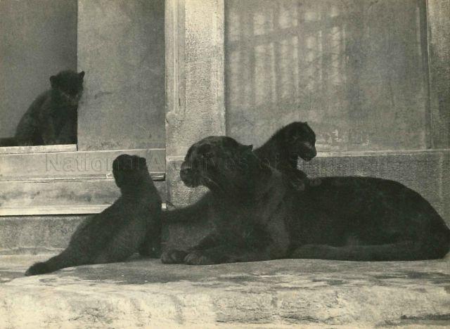 Black panthers at the Johor Zoo in Malaysia