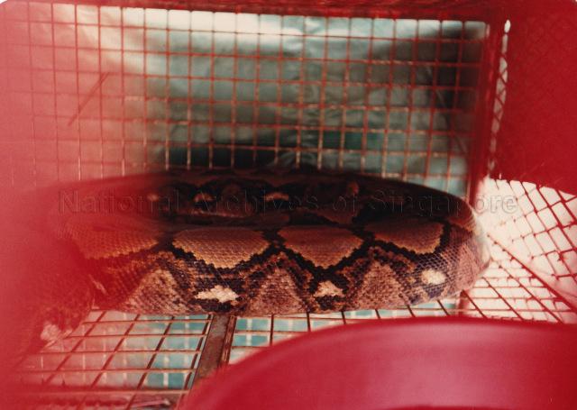 A snake in a cage at Sungei Road