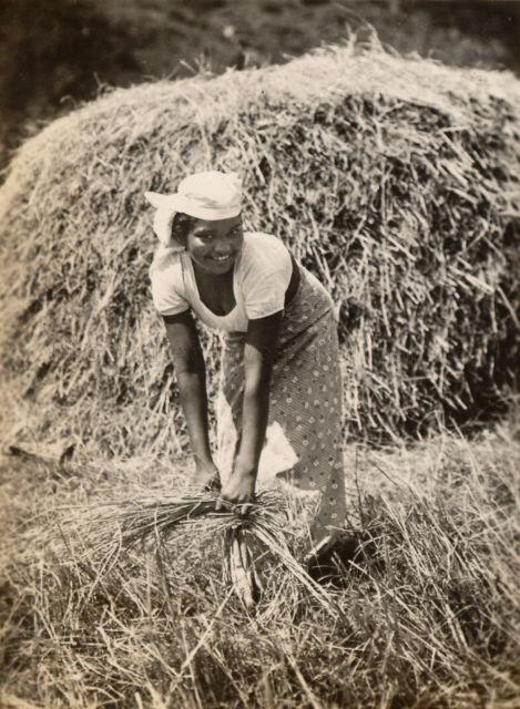 An Indian woman cutting grass<br />