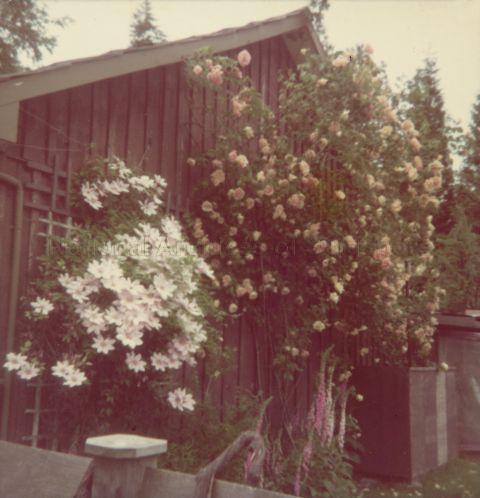 Flowers in the garden
